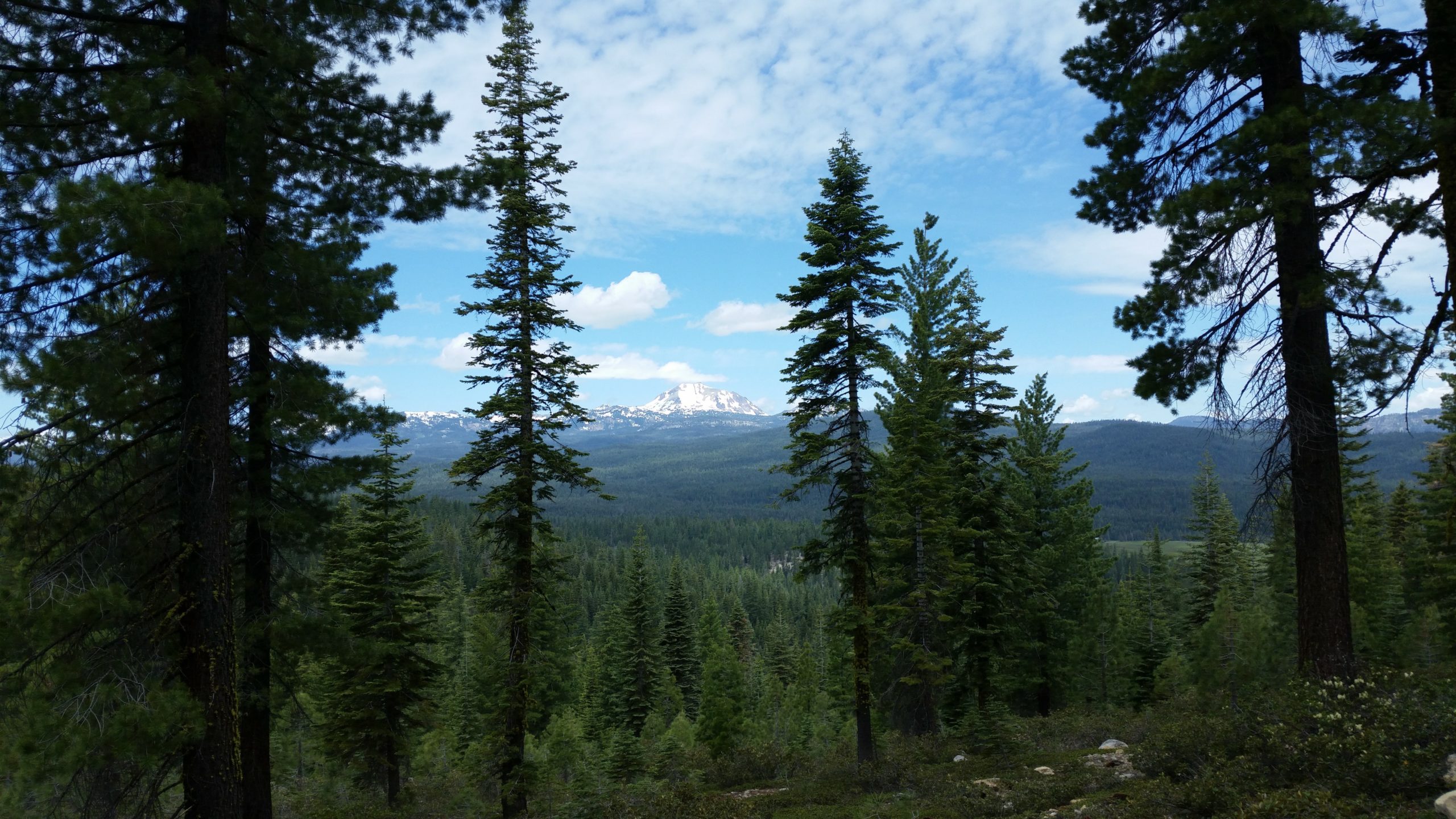 Read more about the article PCT California – Highway 36 to Lassen National Park