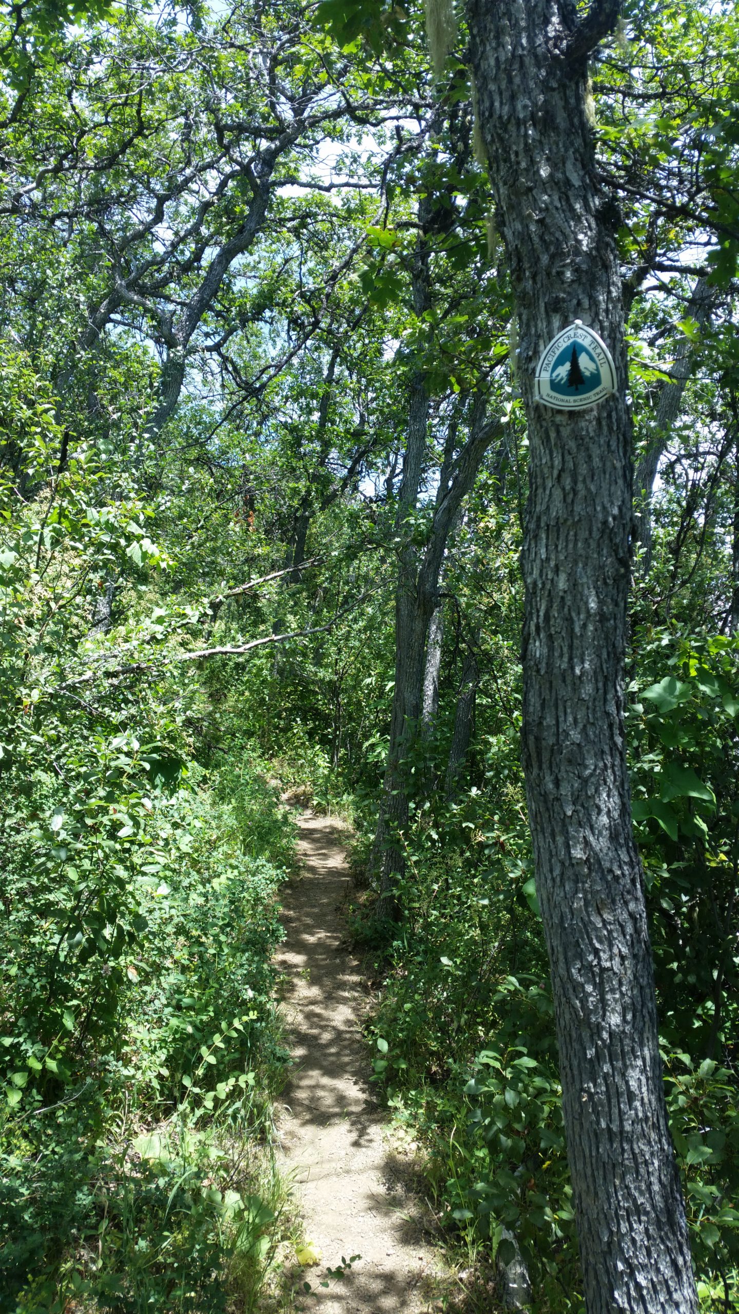 Read more about the article PCT Oregon – Ashland to Cascade-Siskiyou National Monument