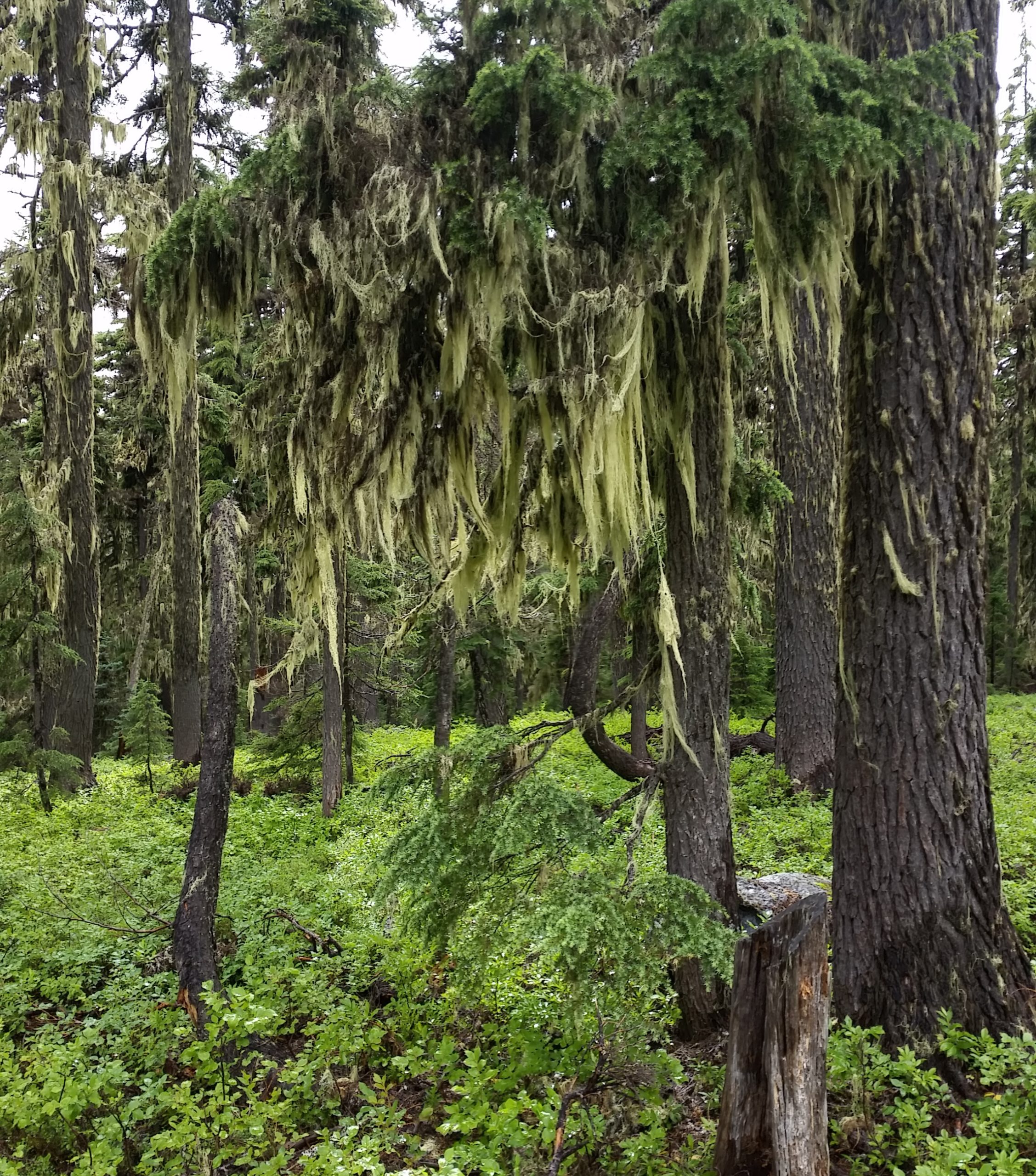 Read more about the article PCT Oregon – Fish Lake to Red Lake