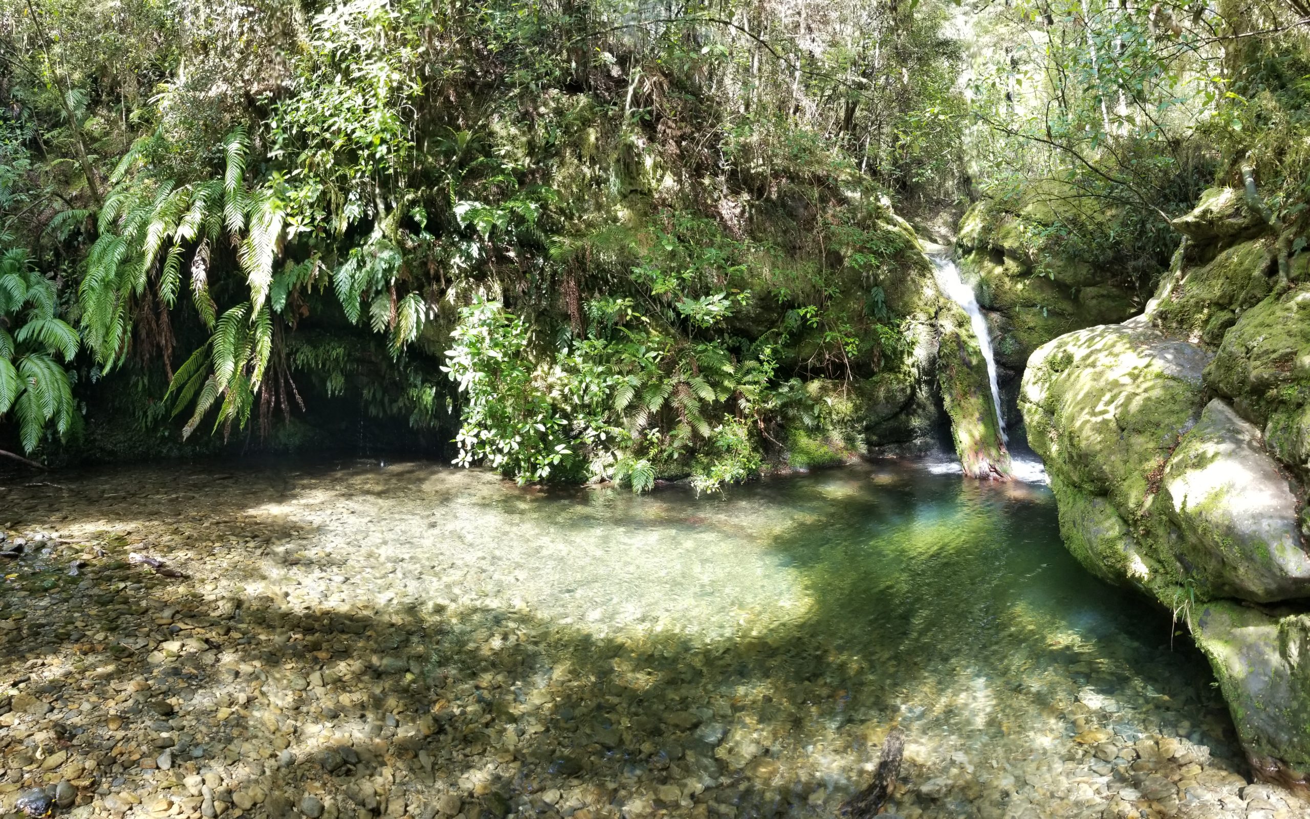 Read more about the article Pelorus Bridge Scenic Reserve, New Zealand